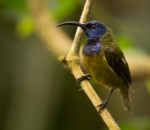 Cameroon Sunbird